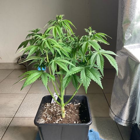 Runtz Muffin - R 1 growlog timeline photo