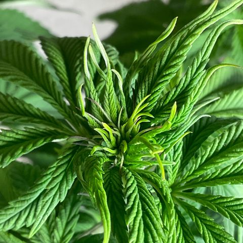 Runtz Muffin - R 1 growlog timeline photo