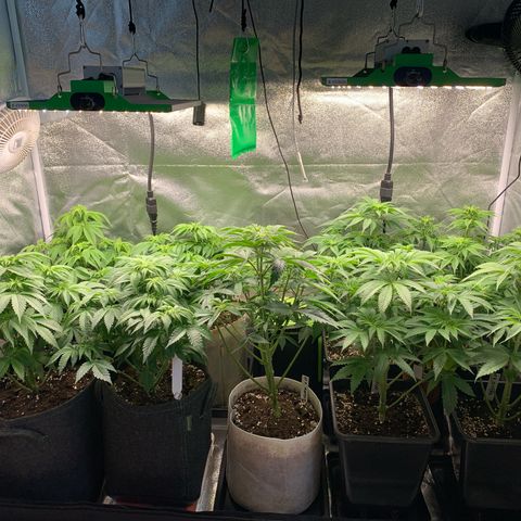 Runtz Muffin - R 1 growlog timeline photo