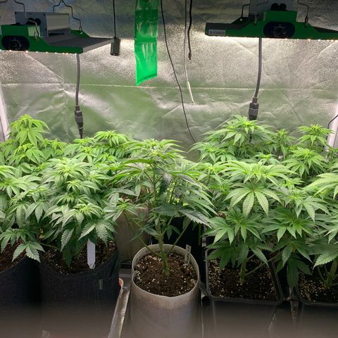 Runtz Muffin - R 1 growlog timeline photo