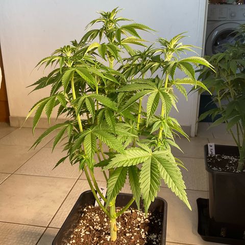Runtz Muffin - R 1 growlog timeline photo