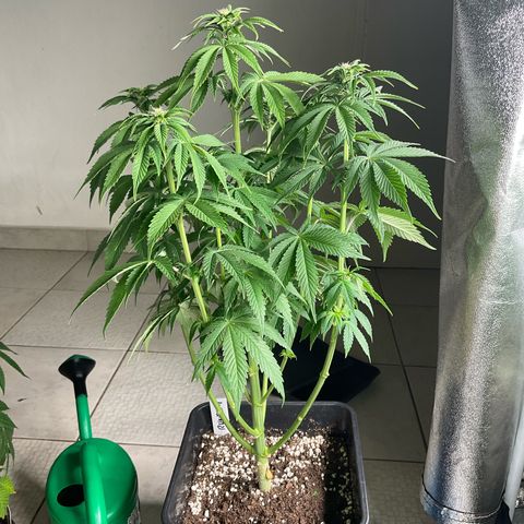 Runtz Muffin - R 1 growlog timeline photo