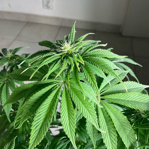 Runtz Muffin - R 1 growlog timeline photo