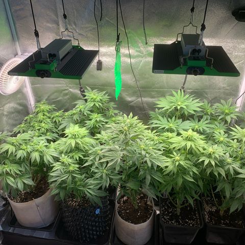 Runtz Muffin - R 1 growlog timeline photo