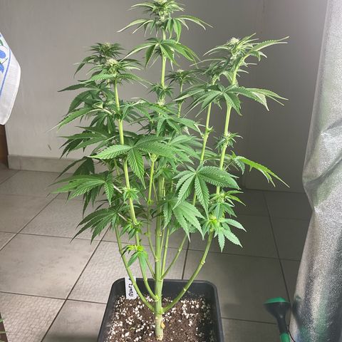 Runtz Muffin - R 1 growlog timeline photo