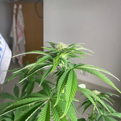 Runtz Muffin - R 1 growlog timeline photo