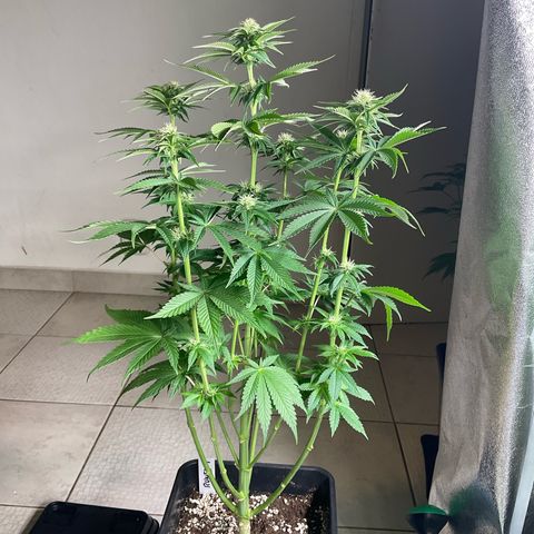 Runtz Muffin - R 1 growlog timeline photo