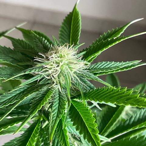 Runtz Muffin - R 1 growlog timeline photo