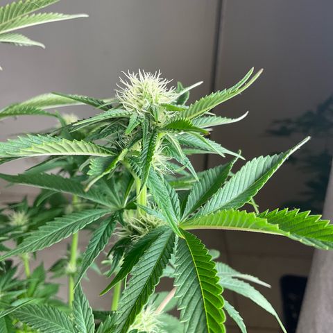 Runtz Muffin - R 1 growlog timeline photo