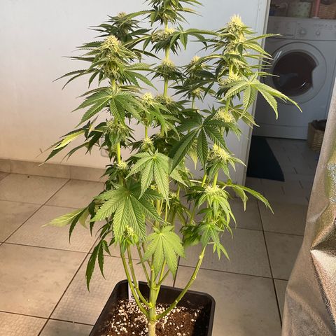 Runtz Muffin - R 1 growlog timeline photo