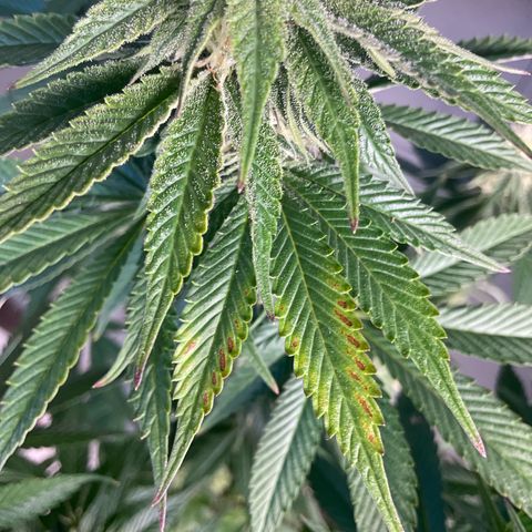 Runtz Muffin - R 1 growlog timeline photo