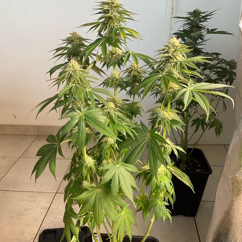 Runtz Muffin - R 1 growlog timeline photo