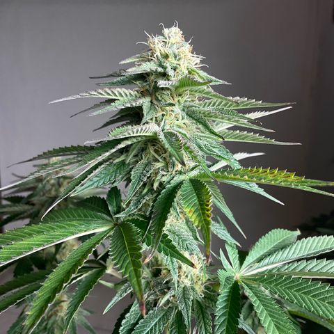 Runtz Muffin - R 1 growlog timeline photo