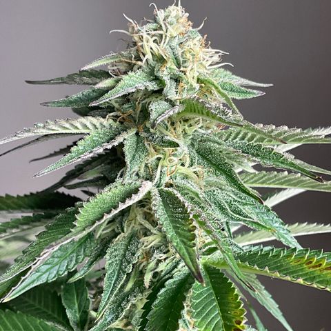 Runtz Muffin - R 1 growlog timeline photo