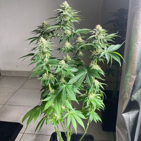 Runtz Muffin - R 1 growlog timeline photo