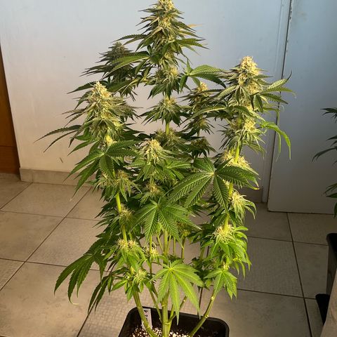 Runtz Muffin - R 1 growlog timeline photo