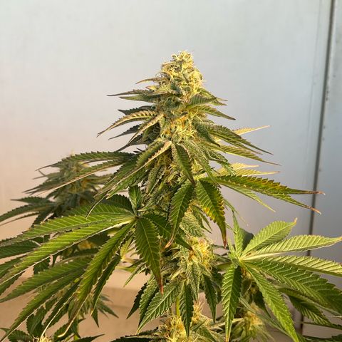 Runtz Muffin - R 1 growlog timeline photo