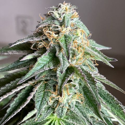 Runtz Muffin - R 1 growlog timeline photo