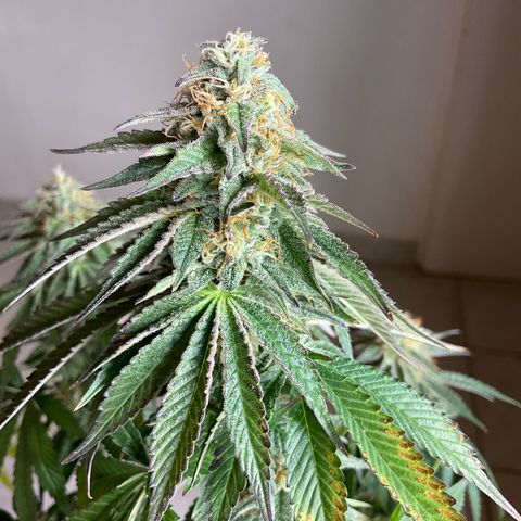 Runtz Muffin - R 1 growlog timeline photo