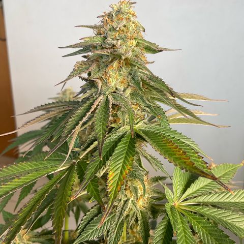 Runtz Muffin - R 1 growlog timeline photo