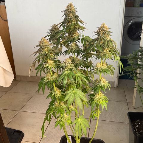 Runtz Muffin - R 1 growlog timeline photo