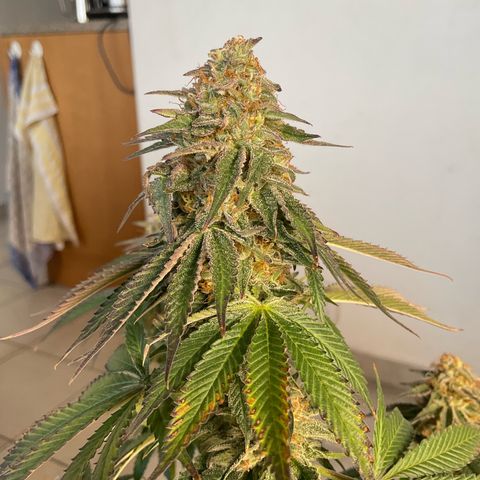 Runtz Muffin - R 1 growlog timeline photo