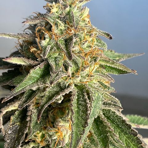 Runtz Muffin - R 1 growlog timeline photo