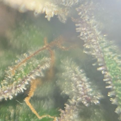 Runtz Muffin - R 1 growlog timeline photo