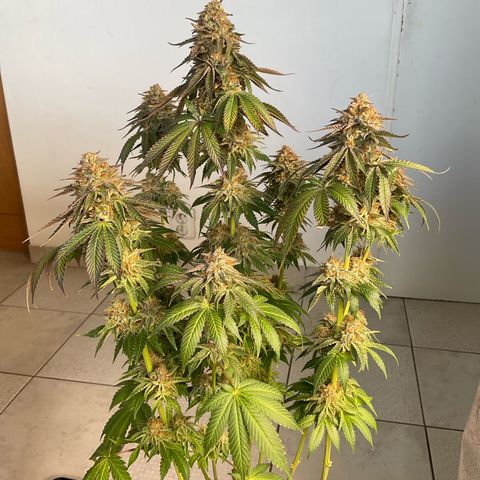 Runtz Muffin - R 1 growlog timeline photo