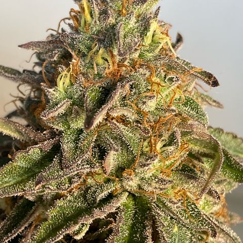 Runtz Muffin - R 1 growlog timeline photo