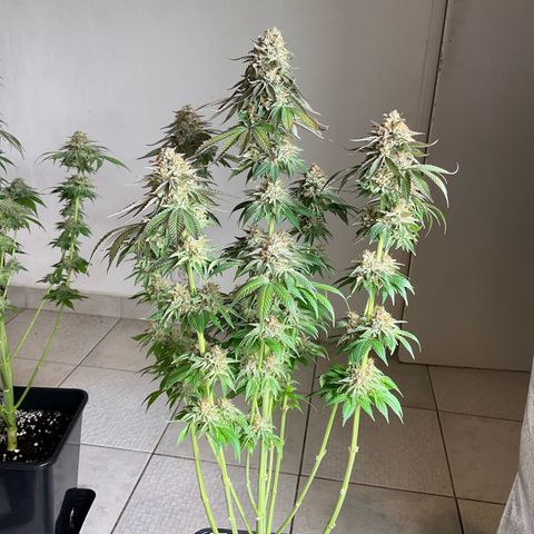 Runtz Muffin - R 1 growlog timeline photo