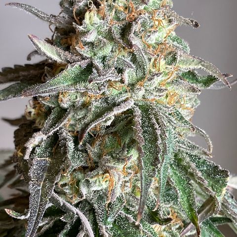 Runtz Muffin - R 1 growlog timeline photo