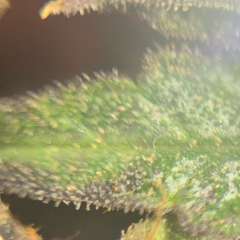 Runtz Muffin - R 1 growlog timeline photo