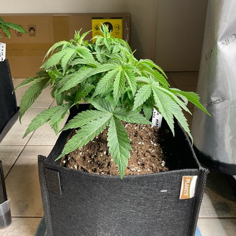 White Widow XXL #1 11l growlog timeline photo