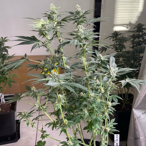 White Widow XXL #1 11l growlog timeline photo
