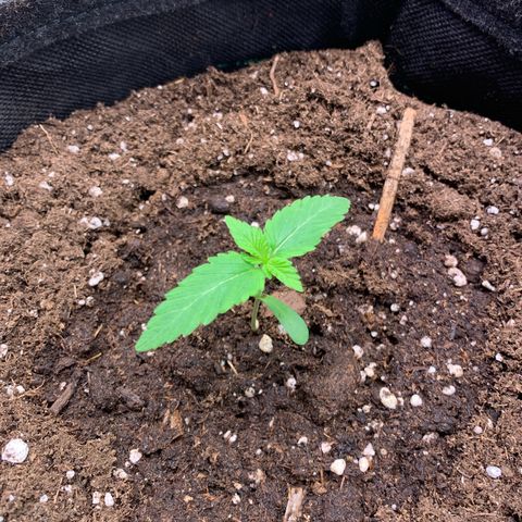 Girl Scout Cookies Plagron #2 growlog photo