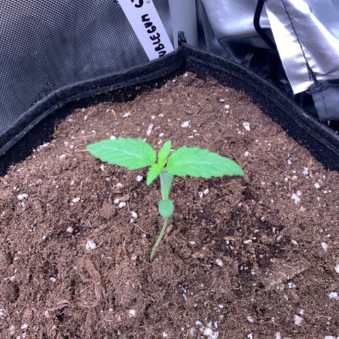 Girl Scout Cookies Plagron #2 growlog photo