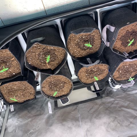 Girl Scout Cookies Plagron #2 growlog photo