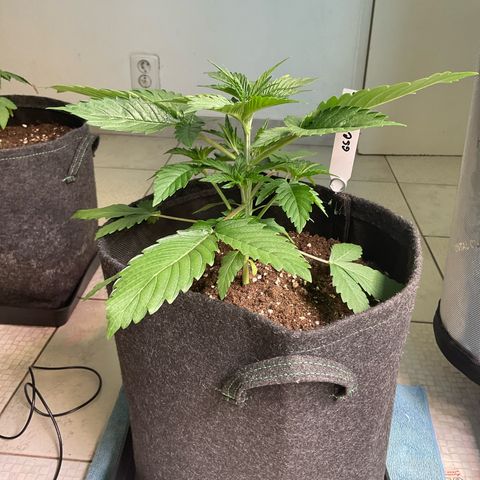 Girl Scout Cookies Plagron #2 growlog photo