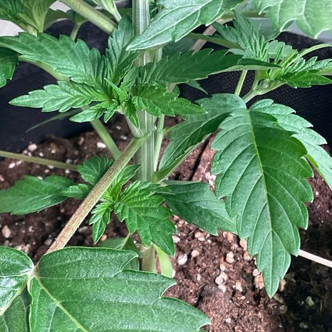 Girl Scout Cookies Plagron #2 growlog timeline photo