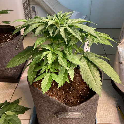 Girl Scout Cookies Plagron #2 growlog timeline photo