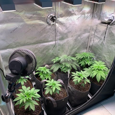 Girl Scout Cookies Plagron #2 growlog timeline photo