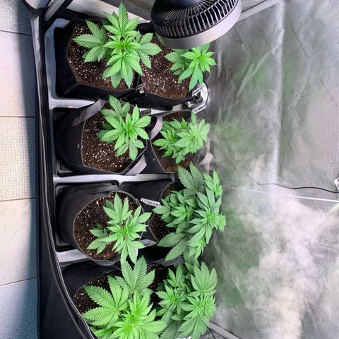 Girl Scout Cookies Plagron #2 growlog timeline photo