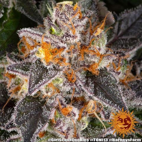 Girl Scout Cookies Plagron #2 growlog timeline photo