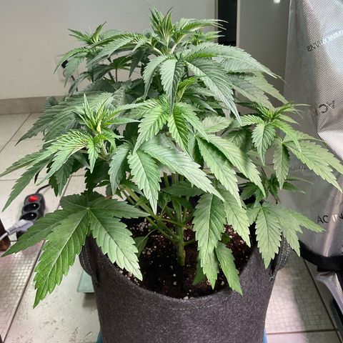 Girl Scout Cookies Plagron #2 growlog timeline photo