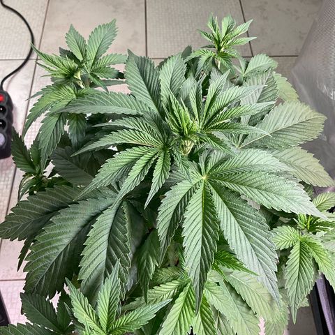 Girl Scout Cookies Plagron #2 growlog timeline photo