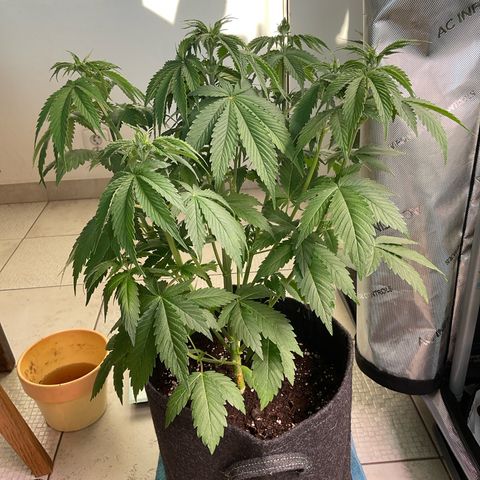Girl Scout Cookies Plagron #2 growlog timeline photo