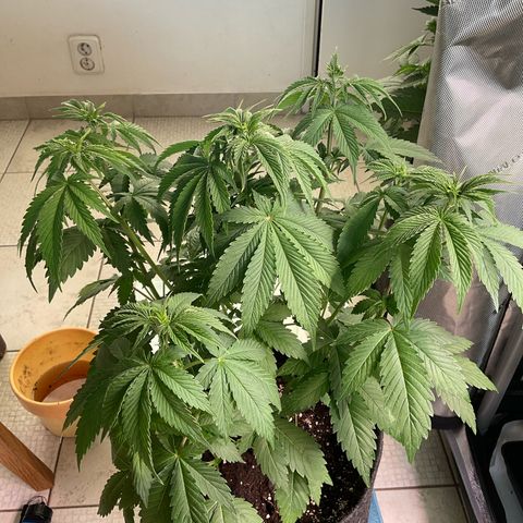Girl Scout Cookies Plagron #2 growlog timeline photo