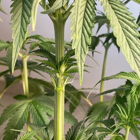 Girl Scout Cookies Plagron #2 growlog timeline photo