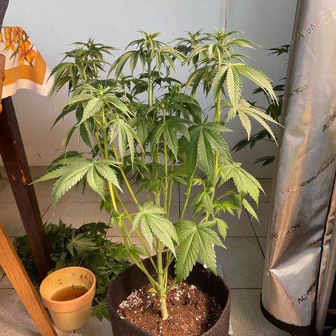 Girl Scout Cookies Plagron #2 growlog timeline photo